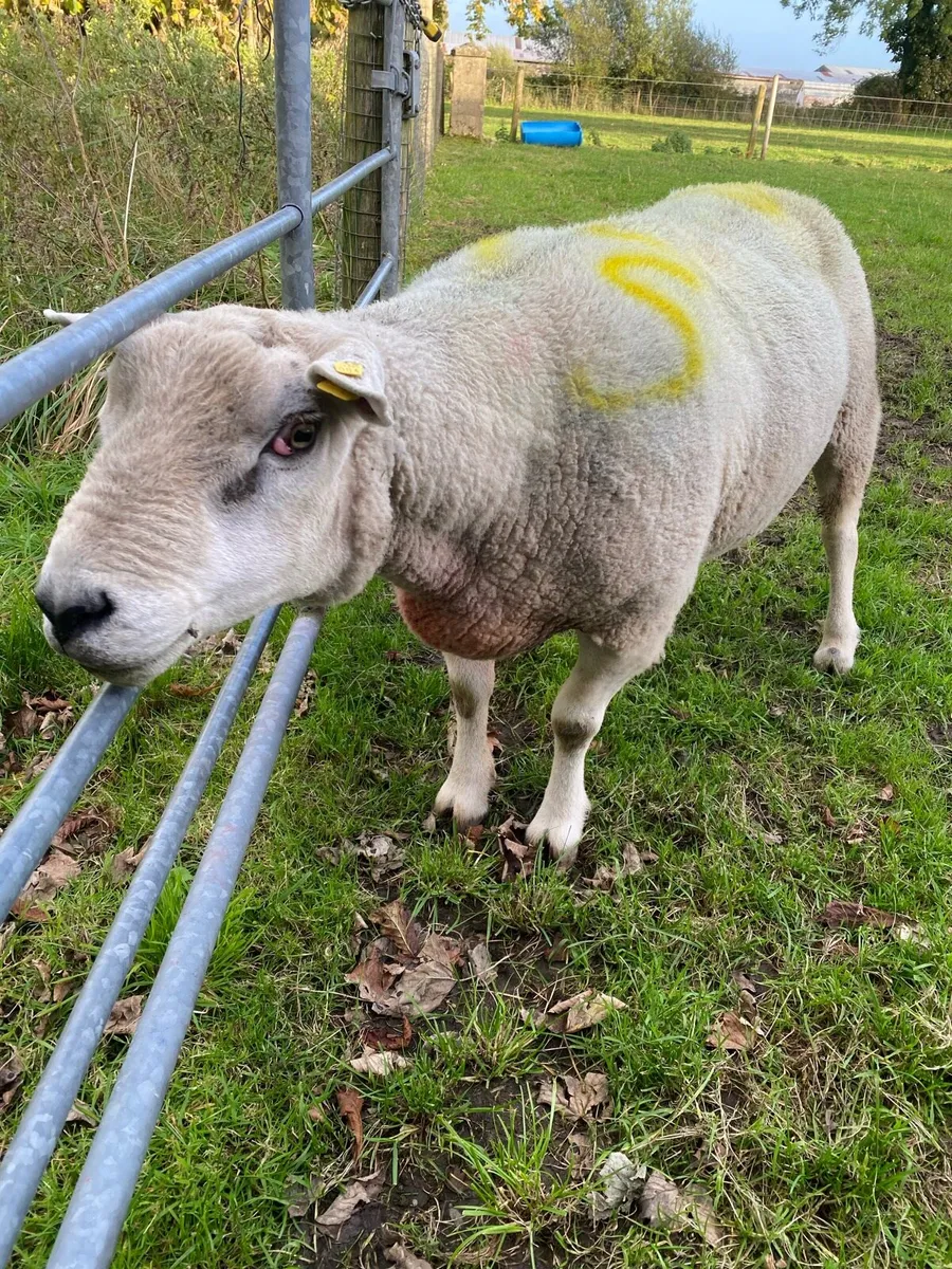 Texel ram - Image 1