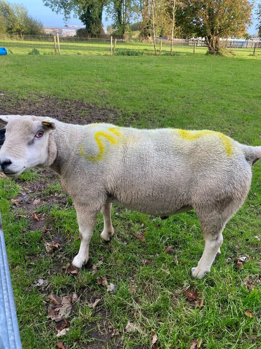 Texel ram - Image 2