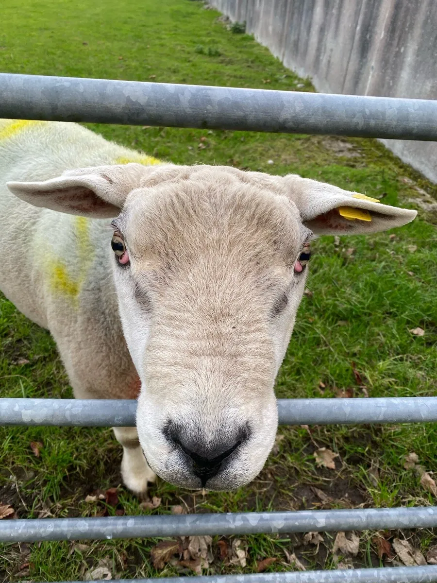Texel ram - Image 3