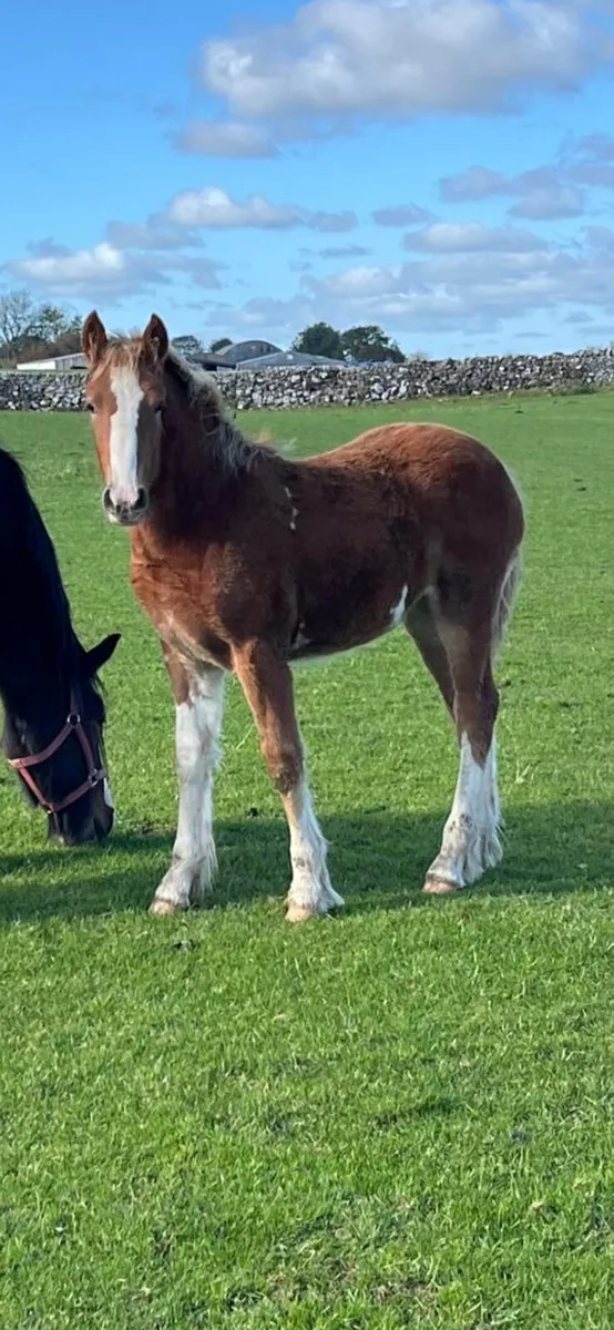 Filly foal - Image 3