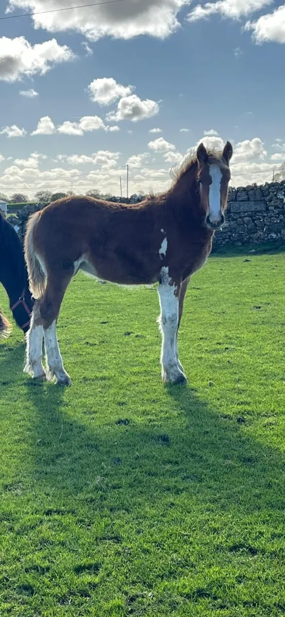 Filly foal - Image 2