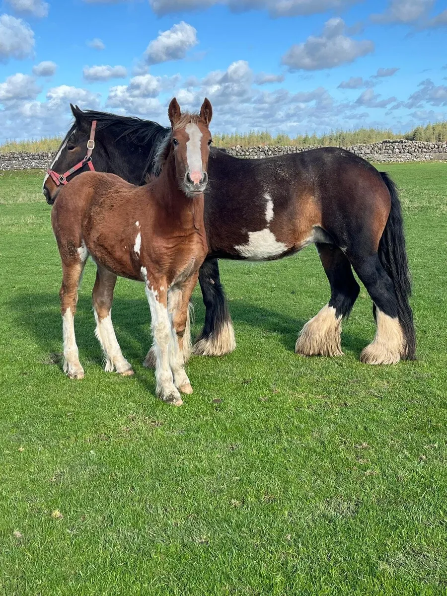 Filly foal - Image 1