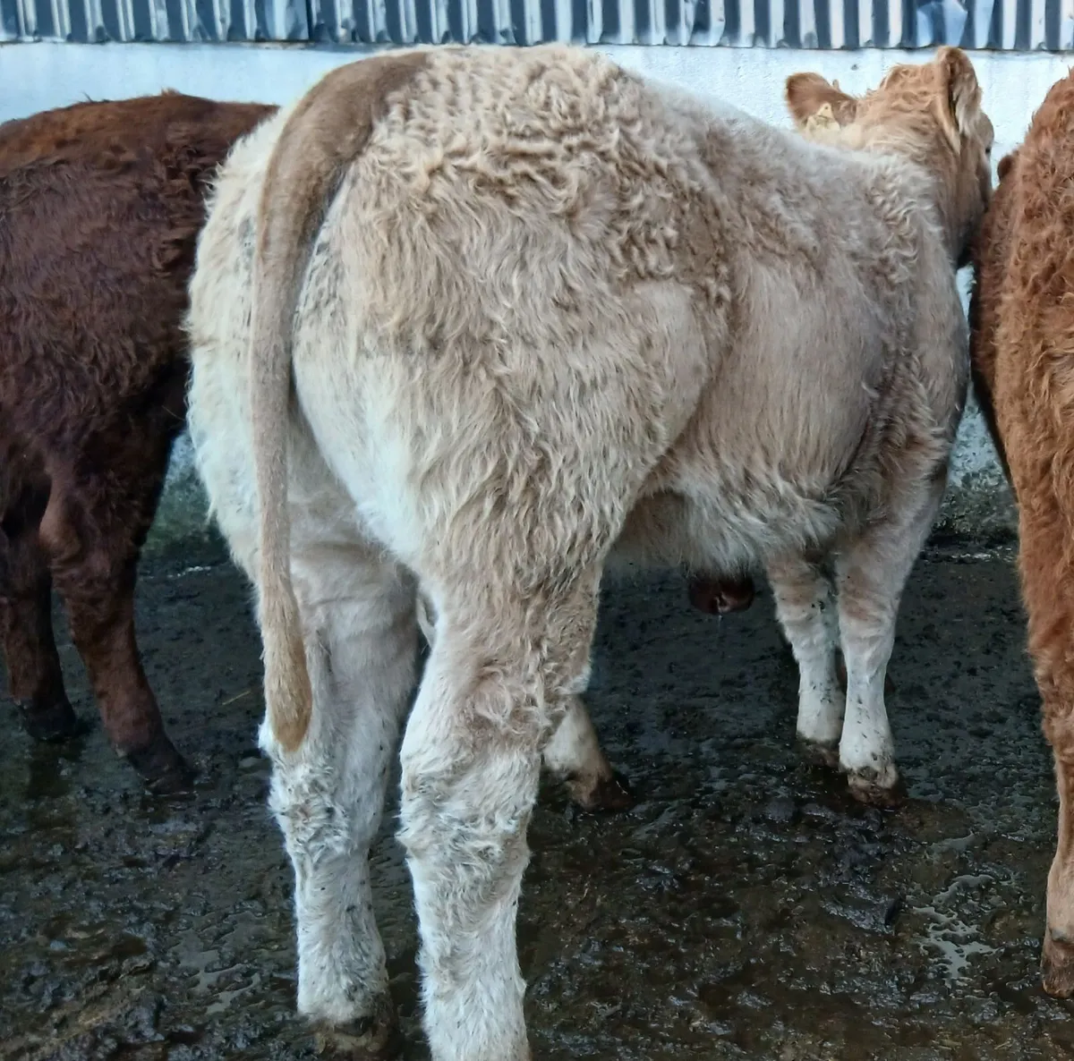 10 U grade weanling-heifers - Image 3