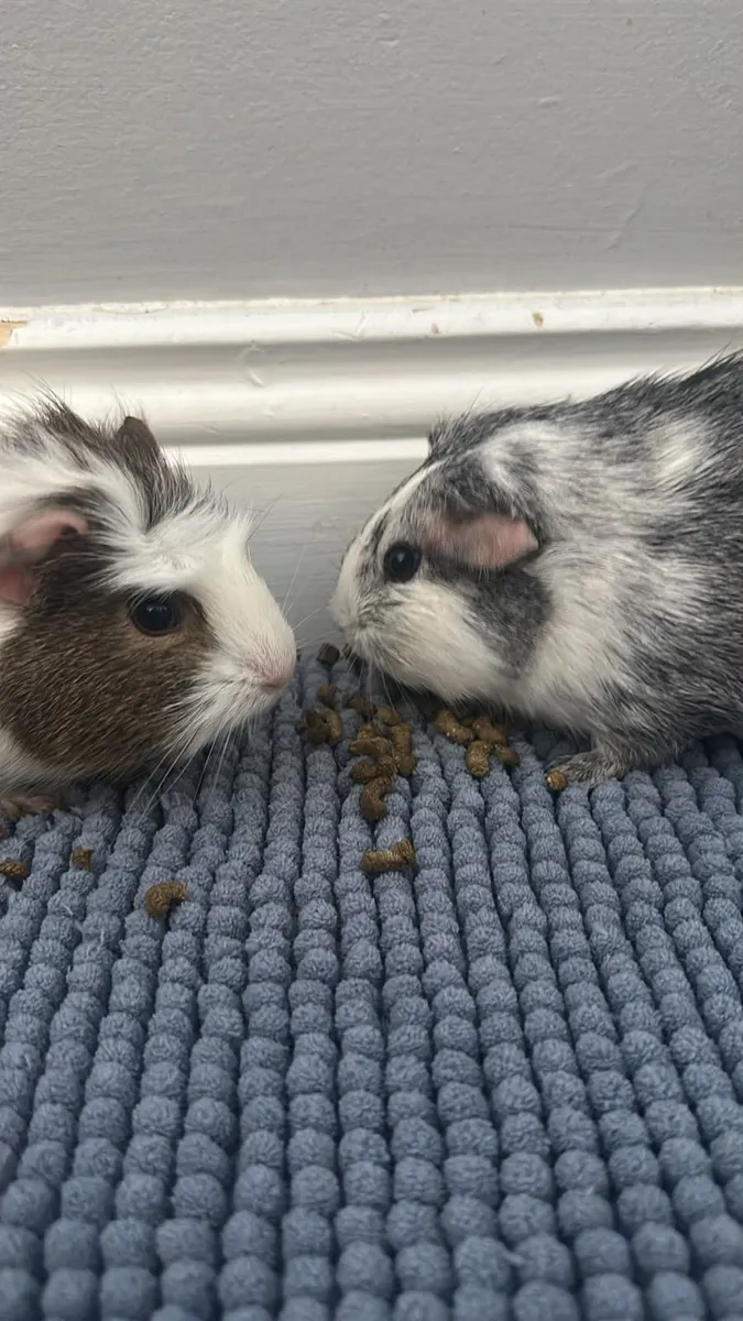 Female Guinea pigs for sale - Image 1