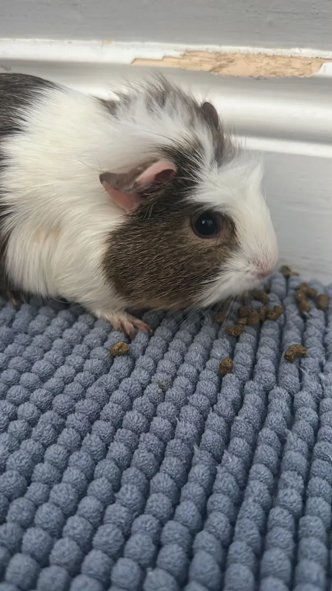 Female Guinea pigs for sale - Image 2