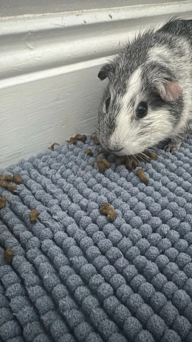 Female Guinea pigs for sale - Image 3