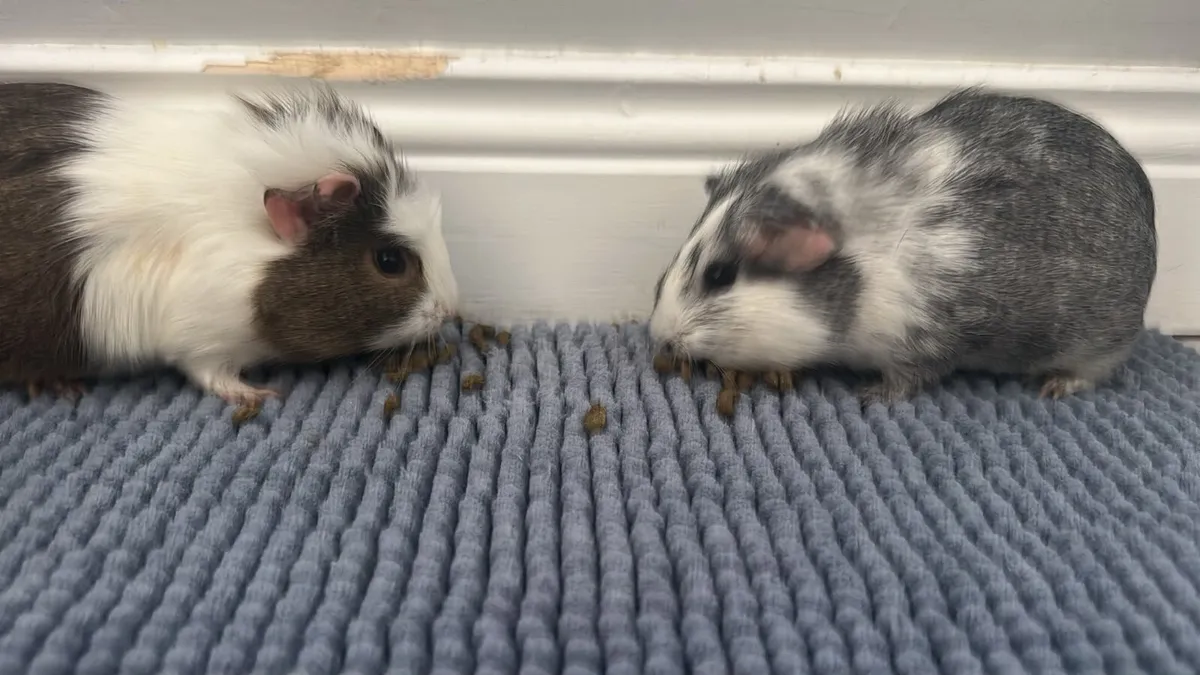 Female Guinea pigs for sale - Image 4