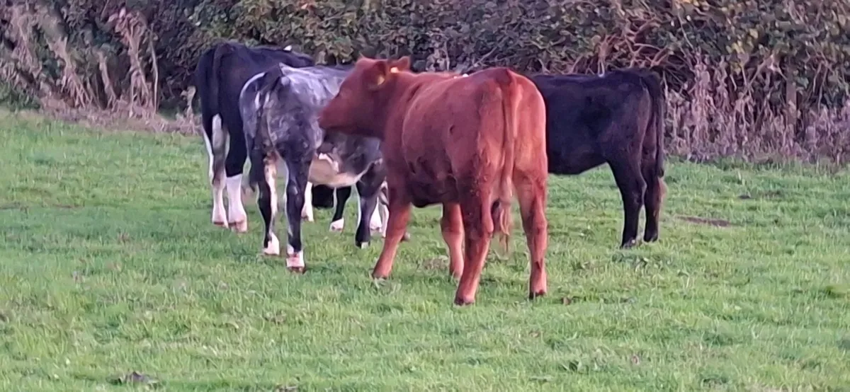Angus  Heifers - Image 4