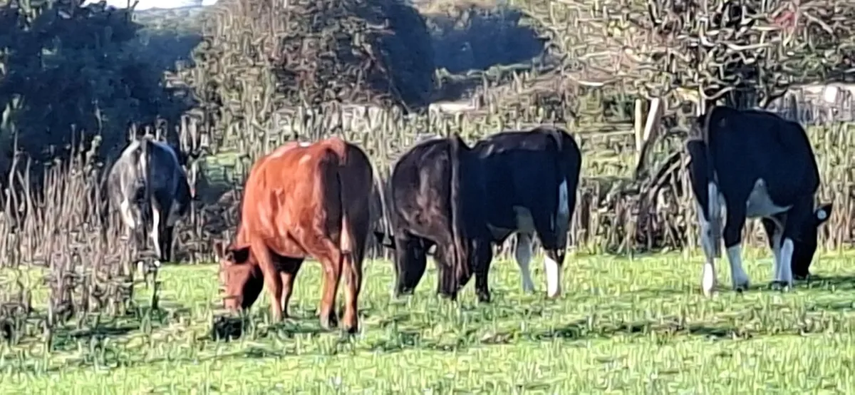 Angus  Heifers - Image 1