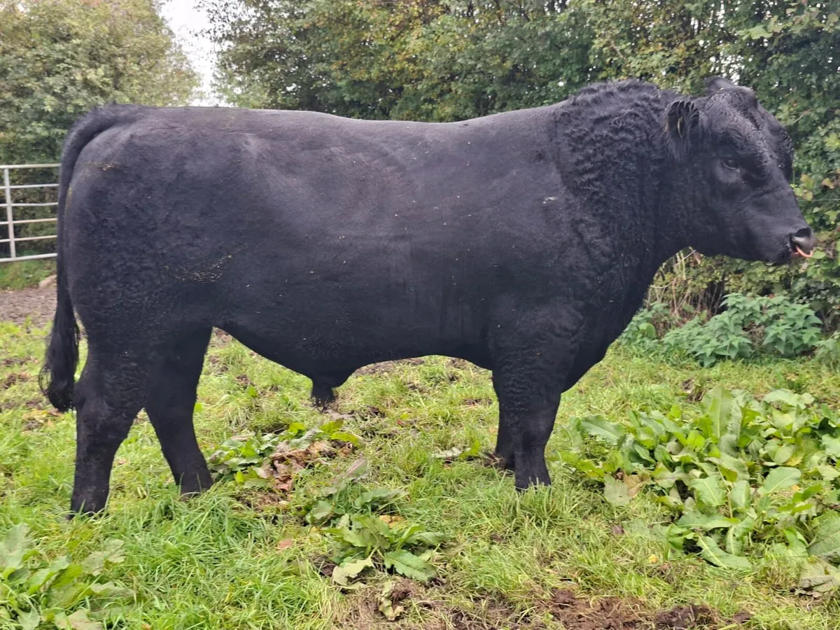 Lot 5 Carrick on Shannon Centenary sale - Image 2