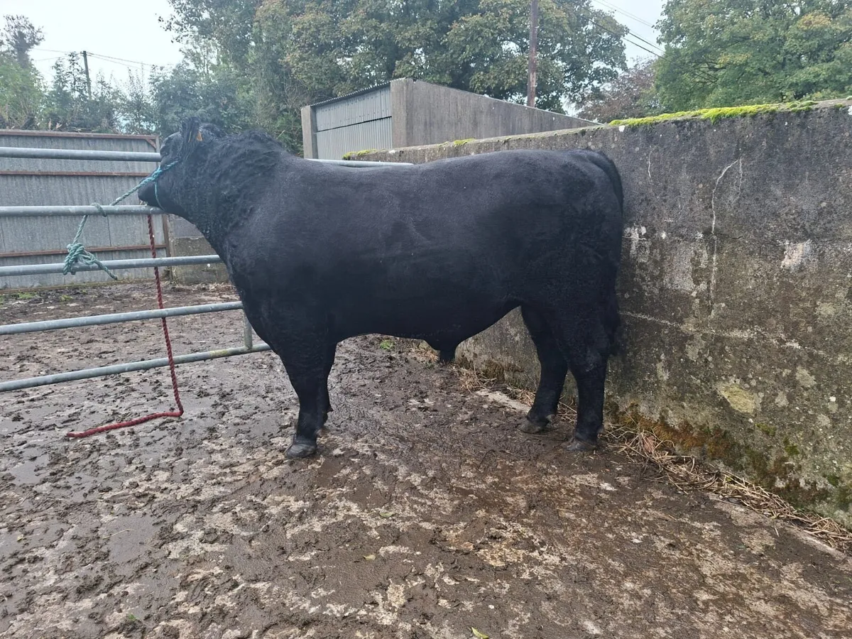 Lot 5 Carrick on Shannon Centenary sale - Image 4