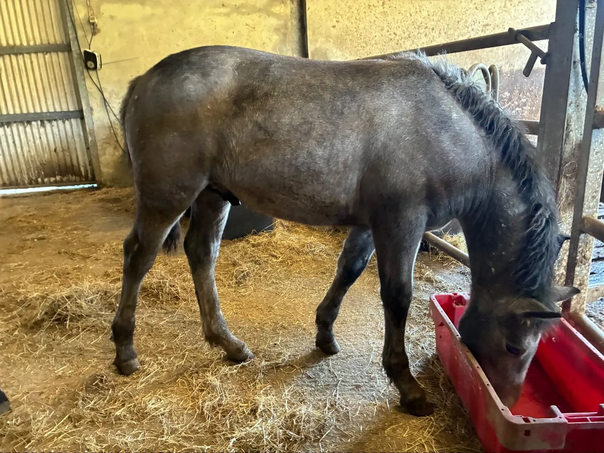 Connemara Ponies - Image 2
