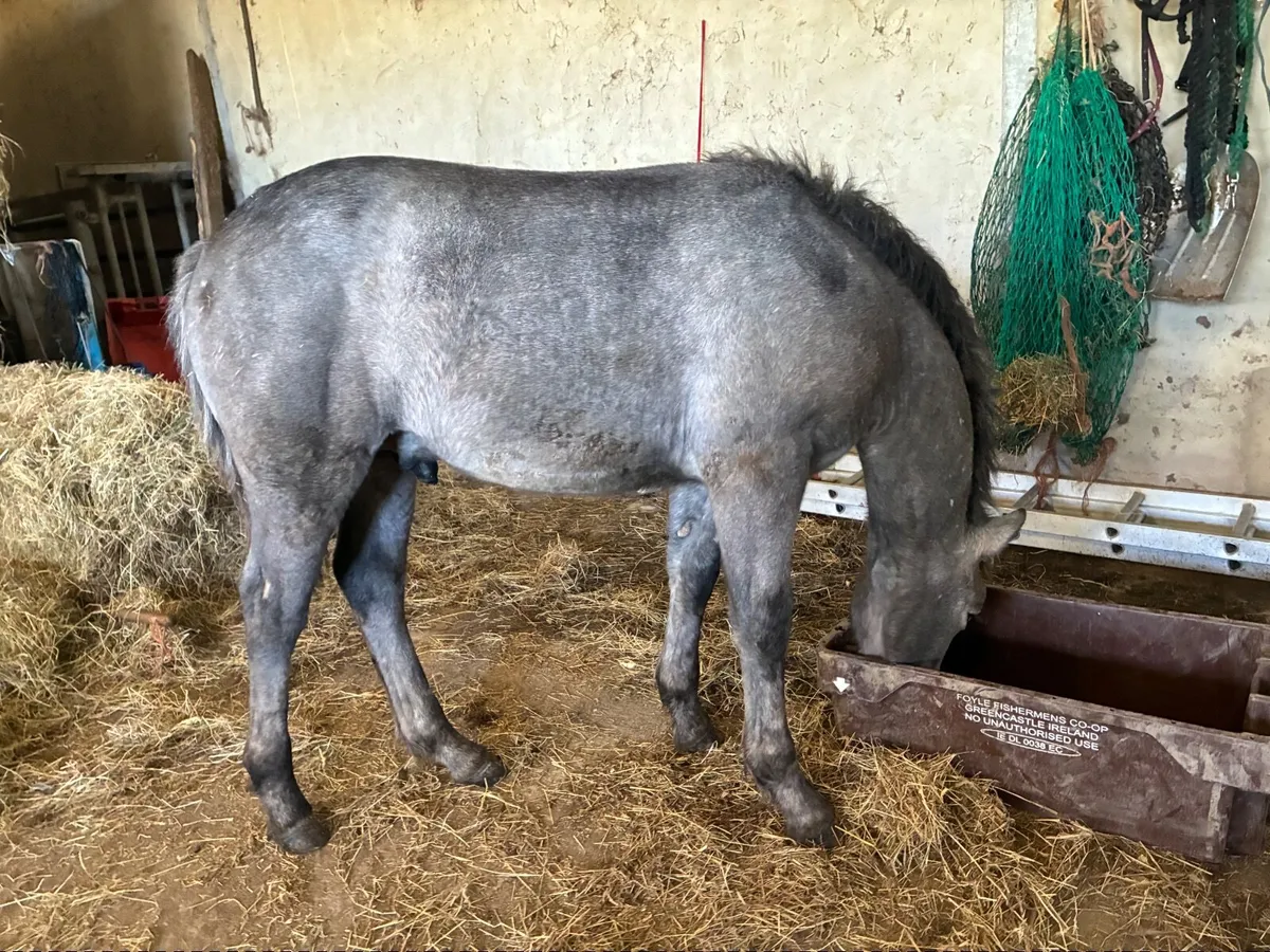 Connemara Ponies - Image 3
