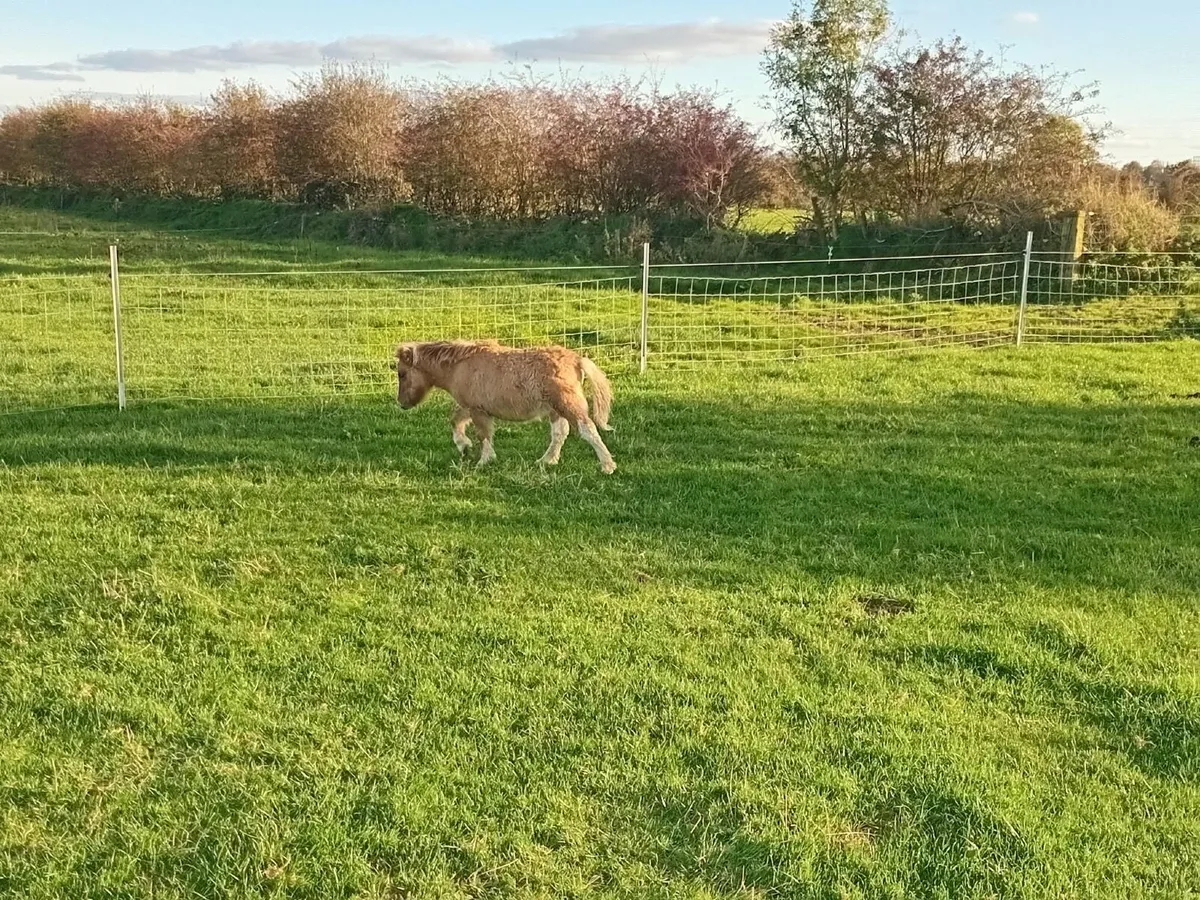 Falabella Colt foals - Image 3