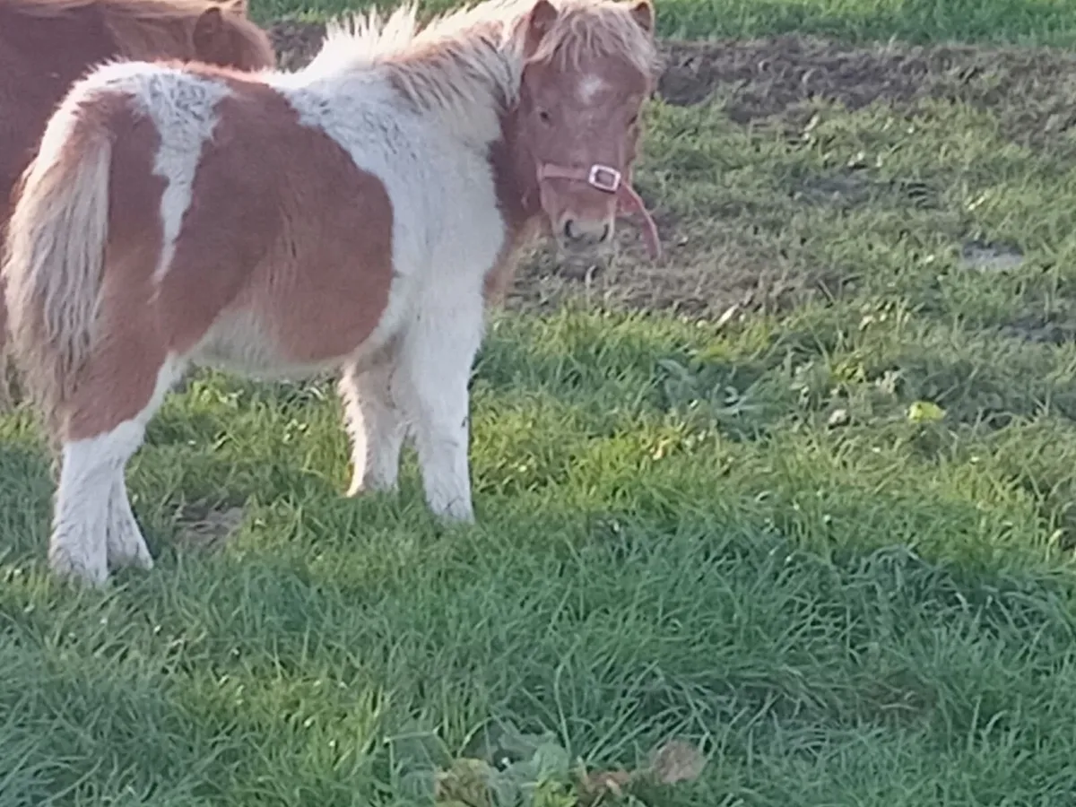 Falabella Colt foals - Image 2