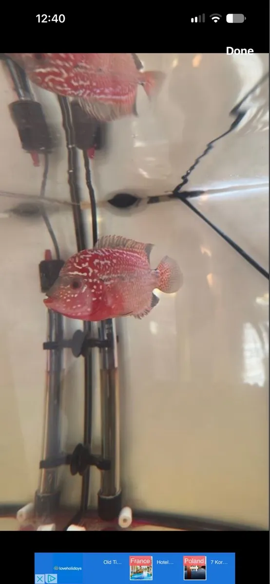 Fish Tank & Flowerhorn Kamafa fish - Image 2