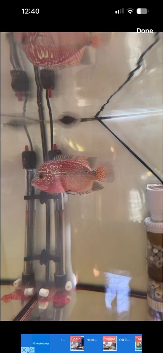 Fish Tank & Flowerhorn Kamafa fish - Image 3