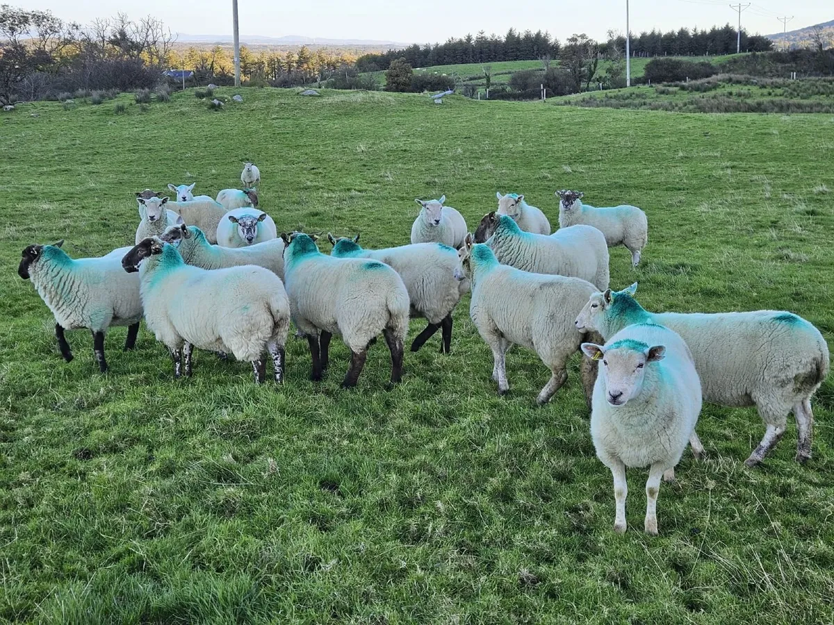 Sheep - Crossbreed and Suffolk Mix for sale in Sligo for €0 on DoneDeal