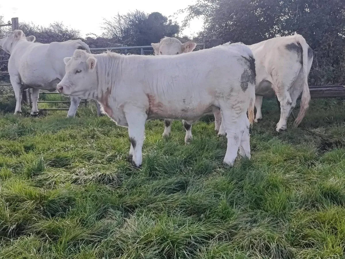 Charolais heifer weanlings - Image 1