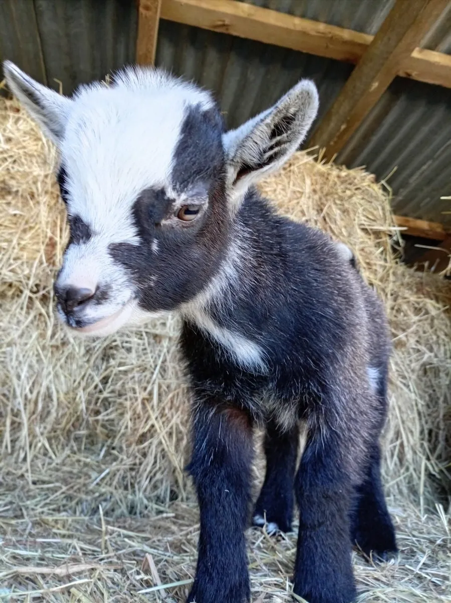 Pygmy goats - Image 3