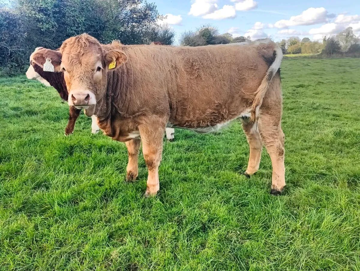 Charolais heifer weanlings - Image 3