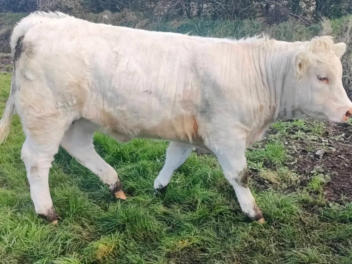 Charolais heifer weanlings - Image 4