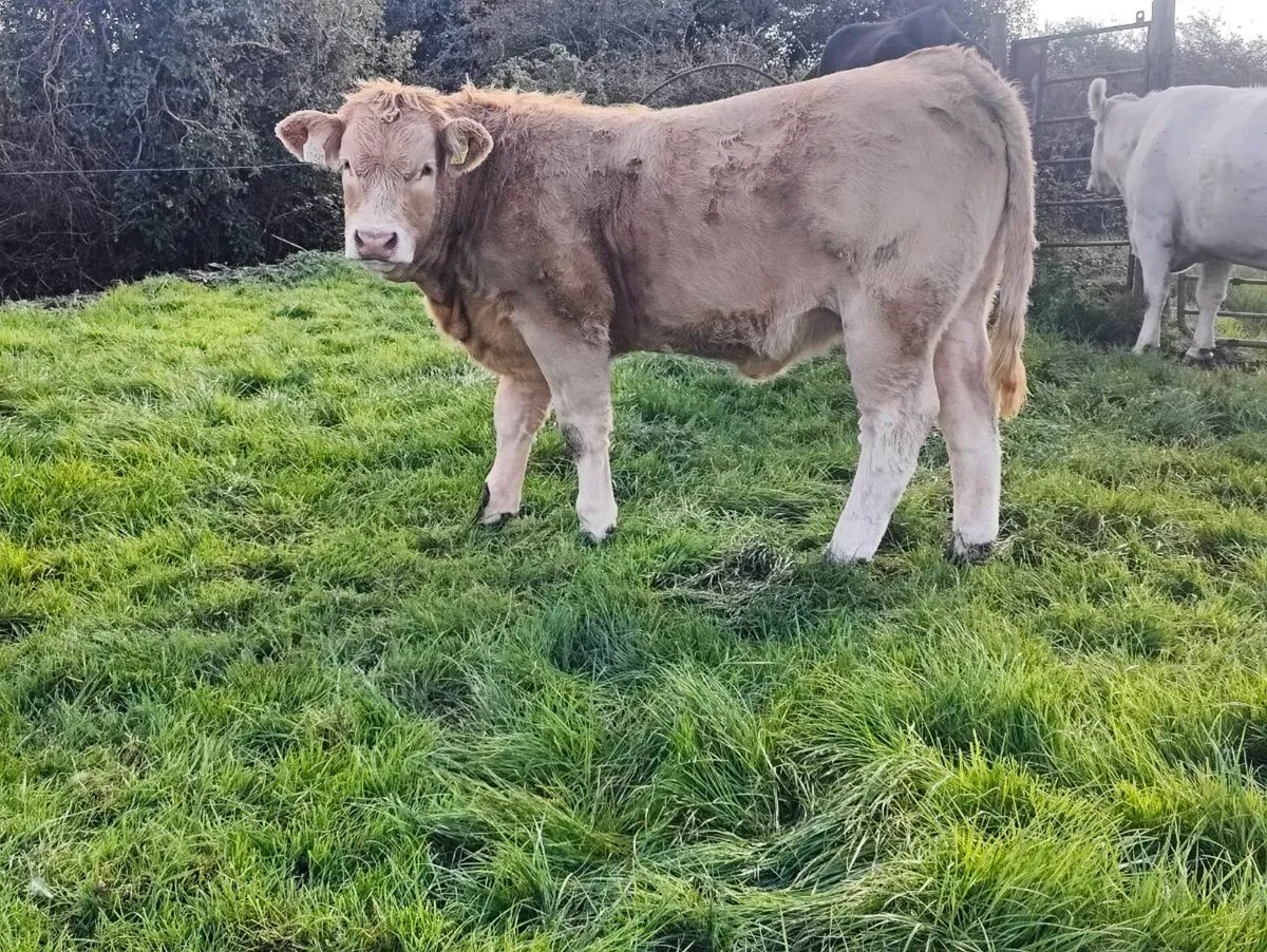 Charolais heifer weanlings - Image 2