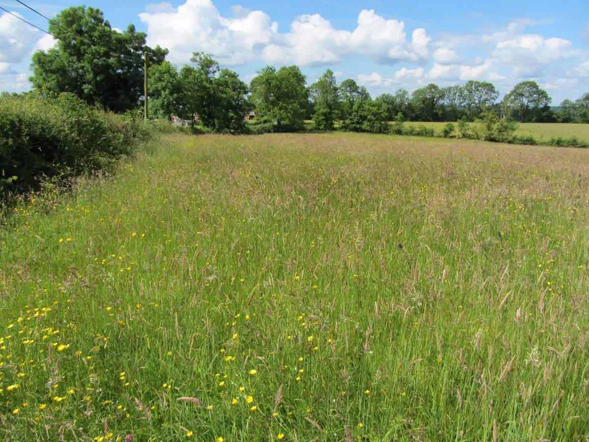 17 Silage Bales remaining for quick sale - Image 3