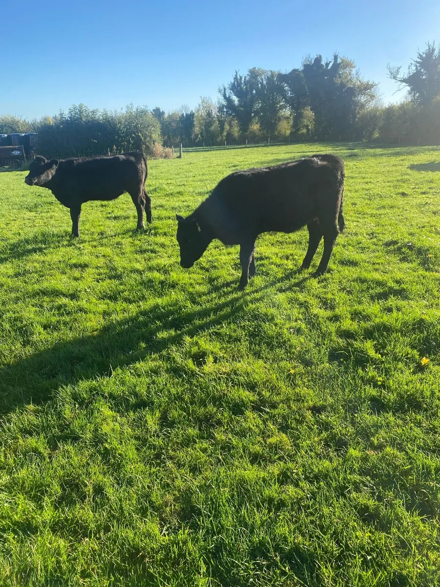 Aax heifers - Image 4
