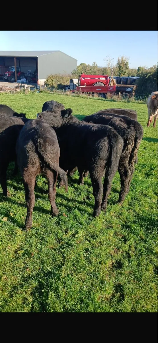 Aax heifers - Image 1