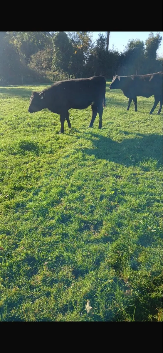 Aax heifers - Image 2