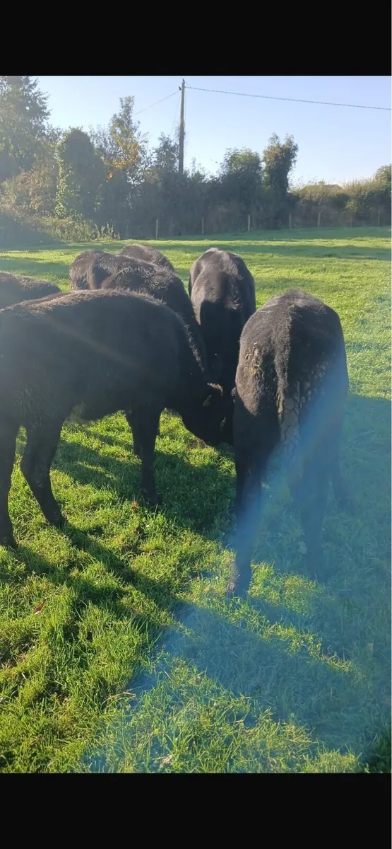 Aax heifers - Image 3