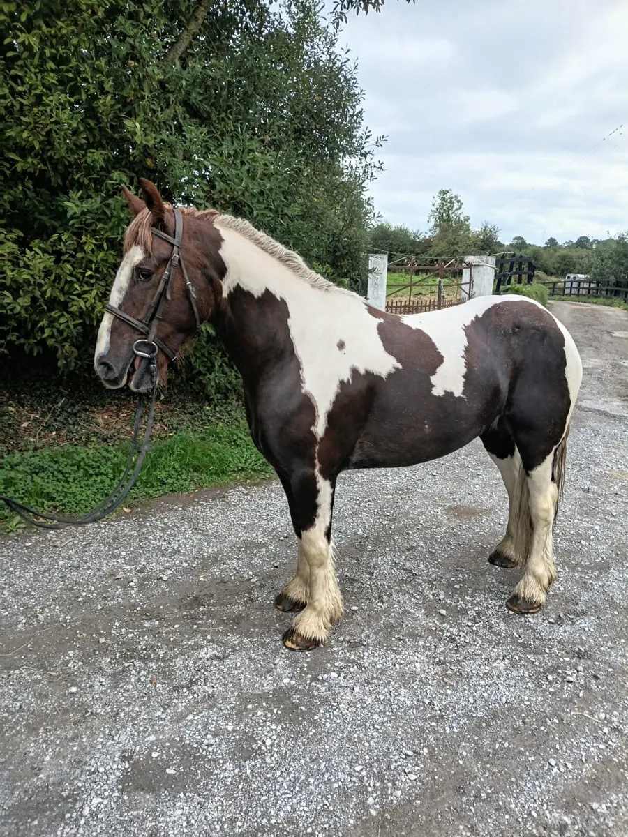 Horses - Image 1