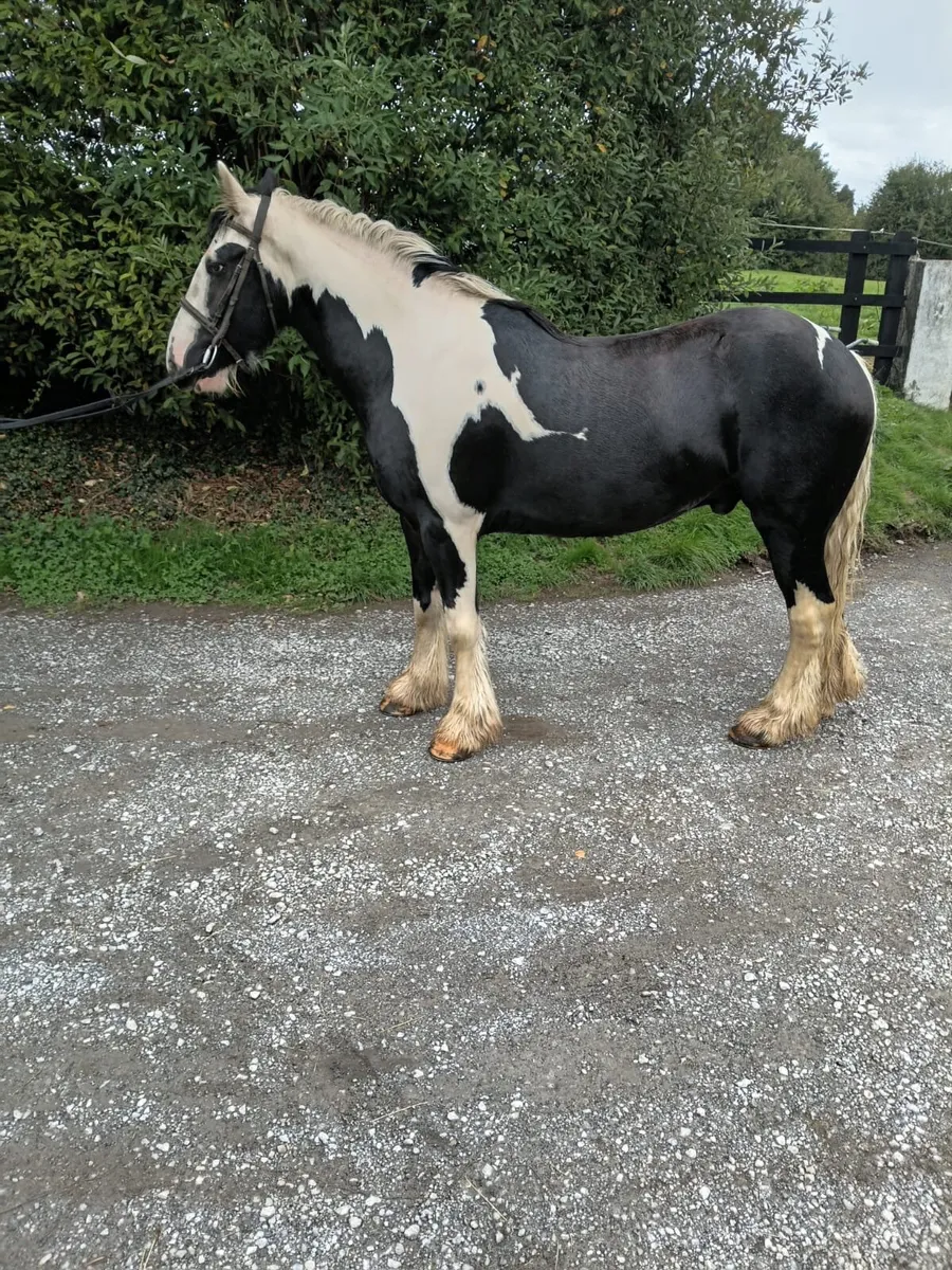 Horses - Image 2