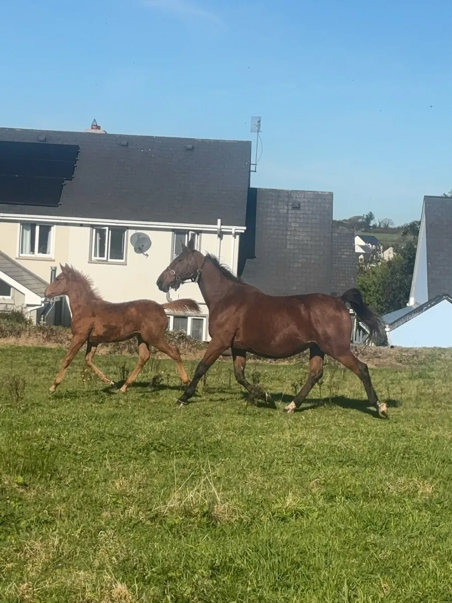 Brood mare and filly foal - Image 1