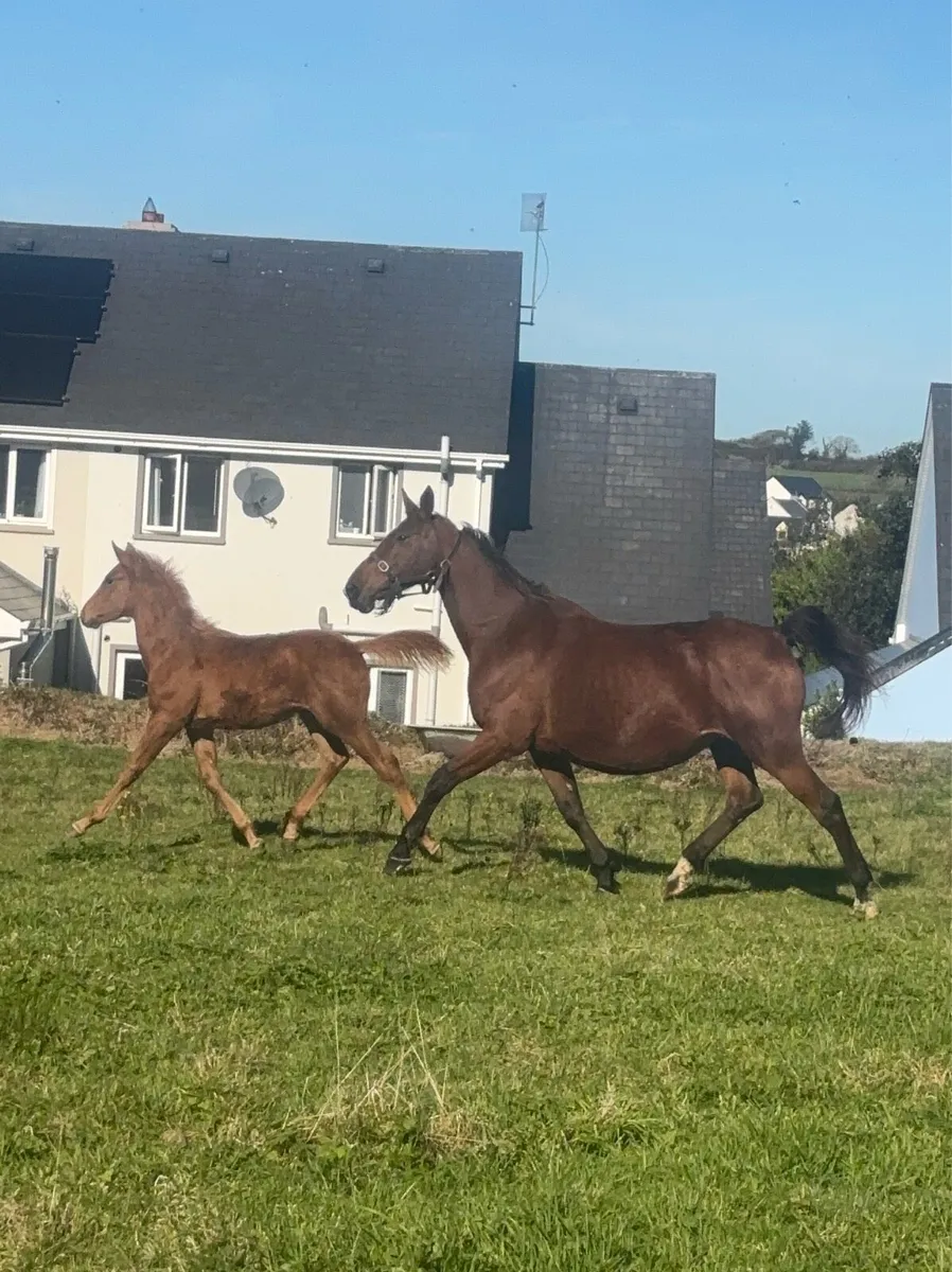 Brood mare and filly foal - Image 2