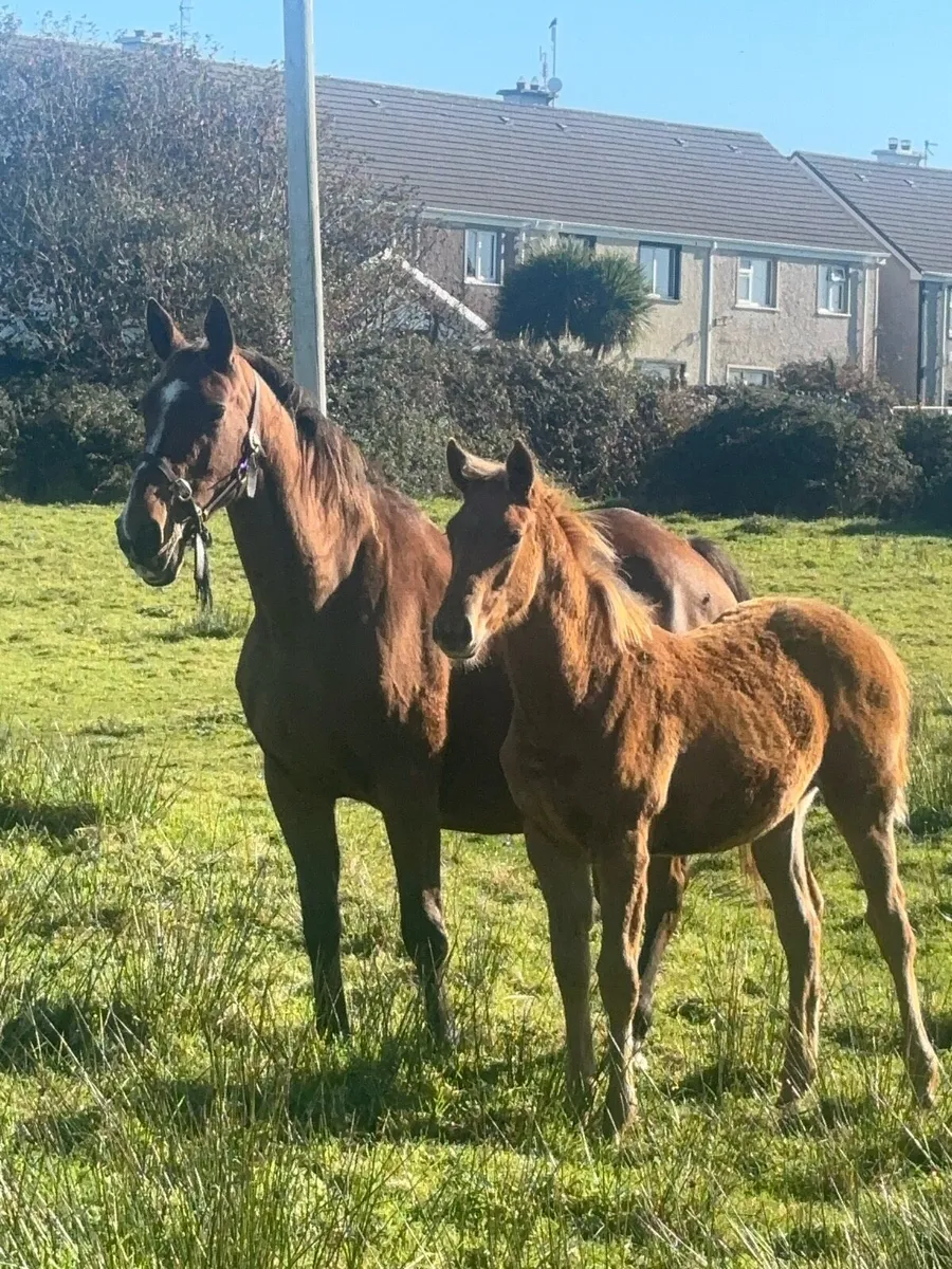 Brood mare and filly foal - Image 3