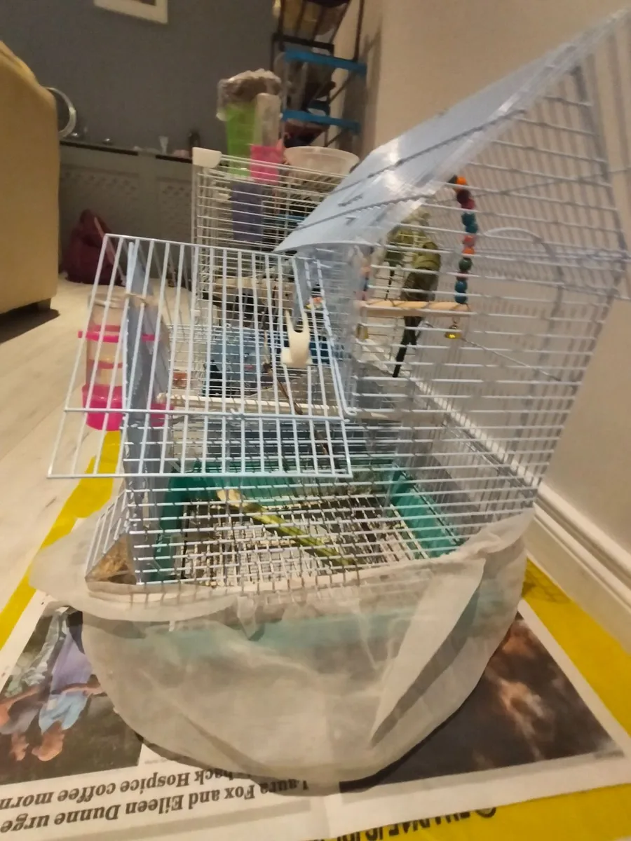 Budgie - Image 2