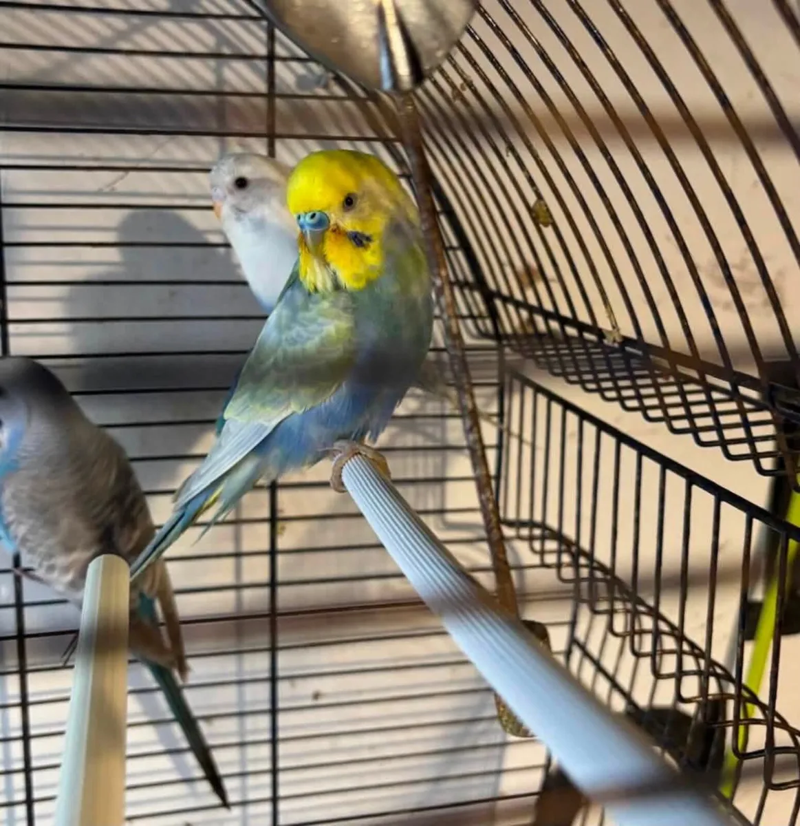 Budgie - Image 1