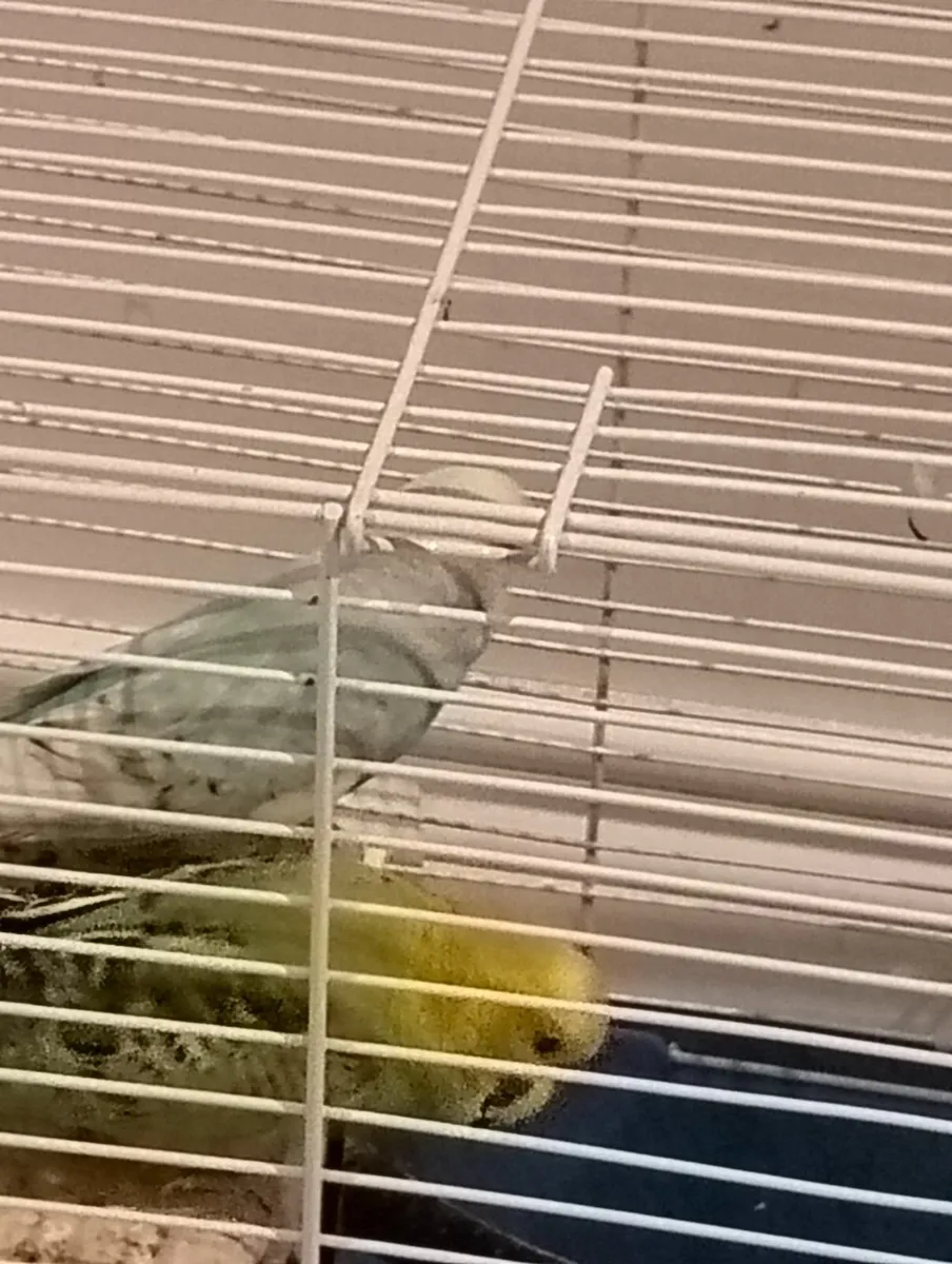 Budgie - Image 3