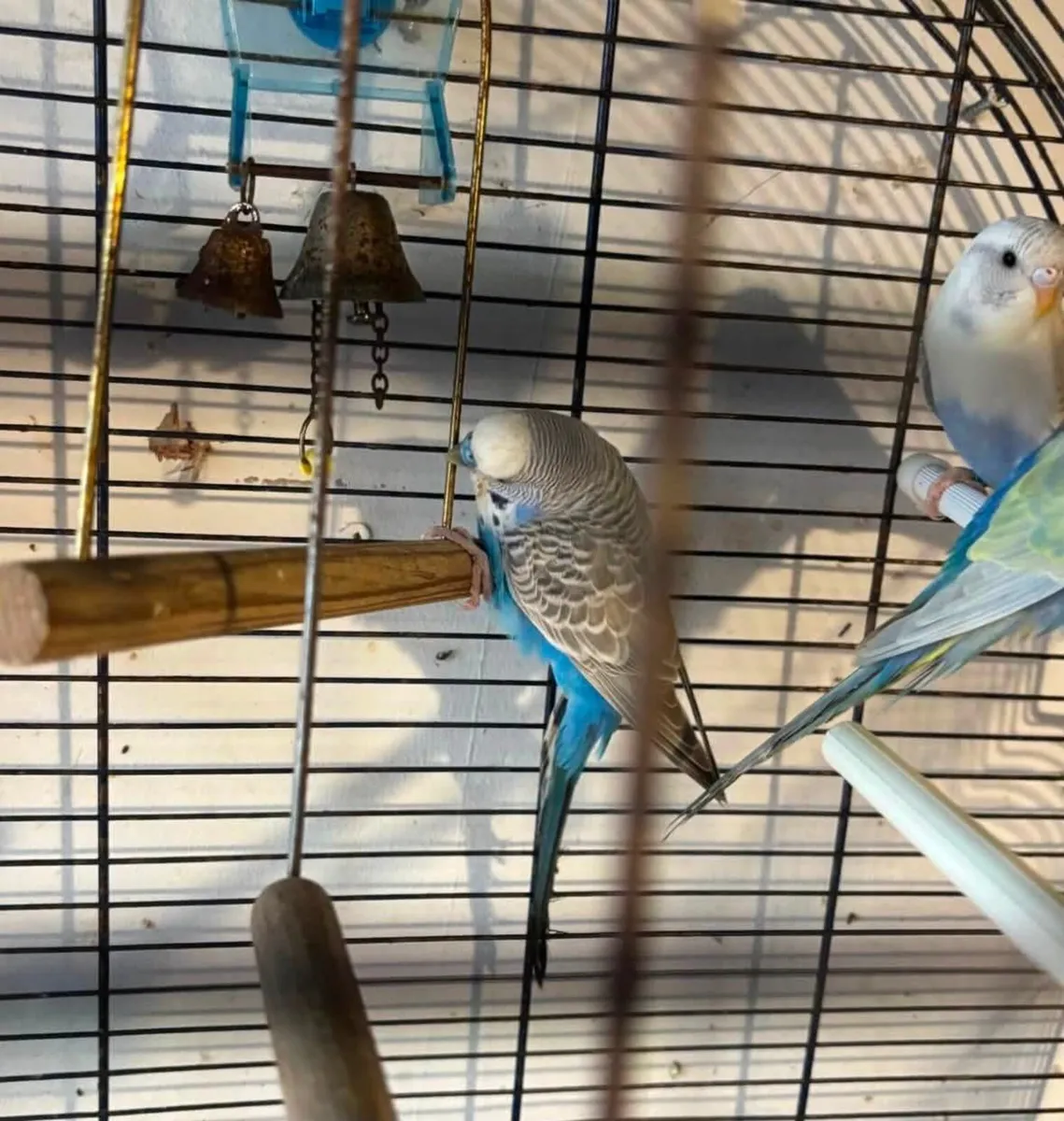 Budgie - Image 4