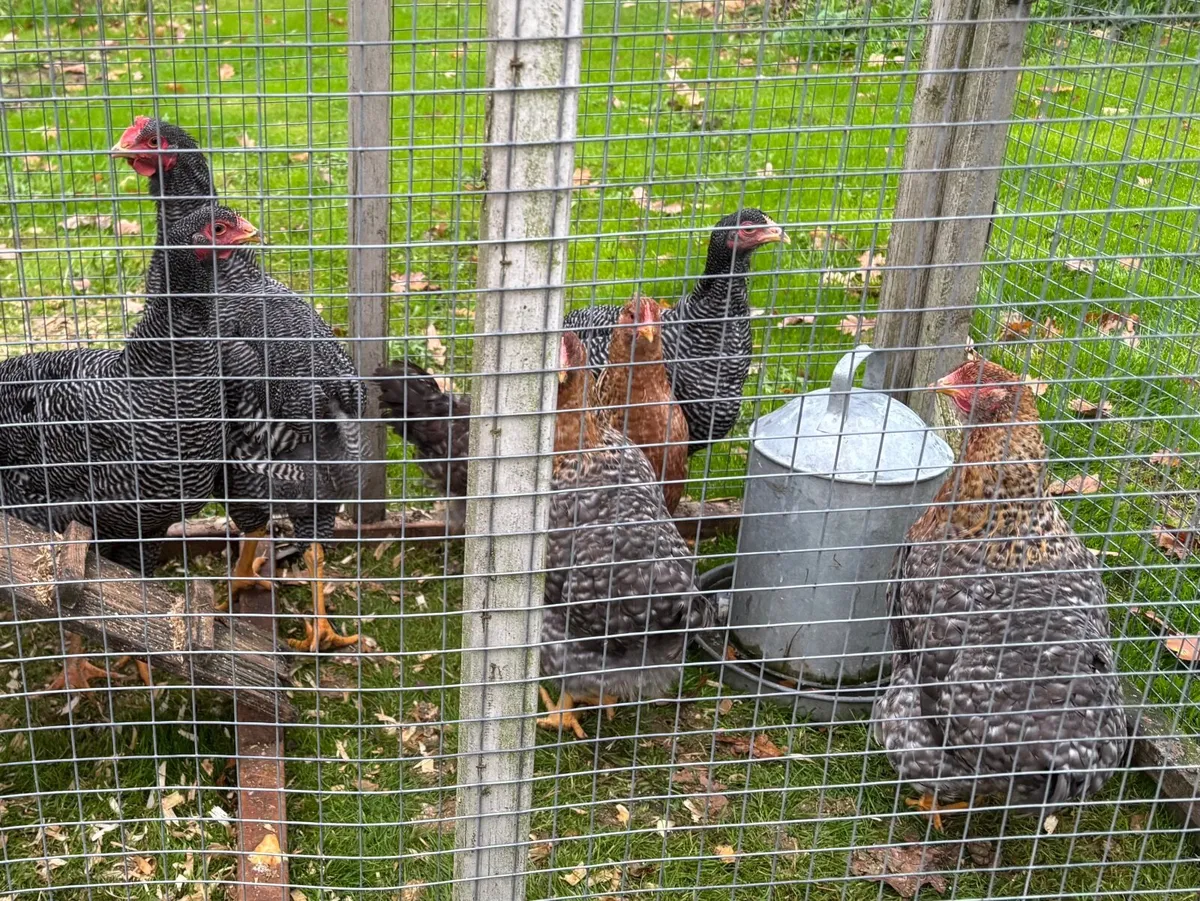 Bielfield Pullets. - Image 2