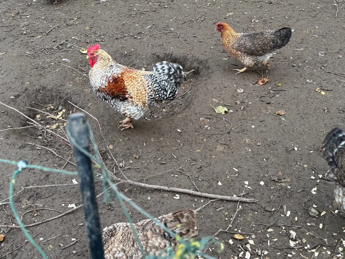 Bielfield Pullets. - Image 3