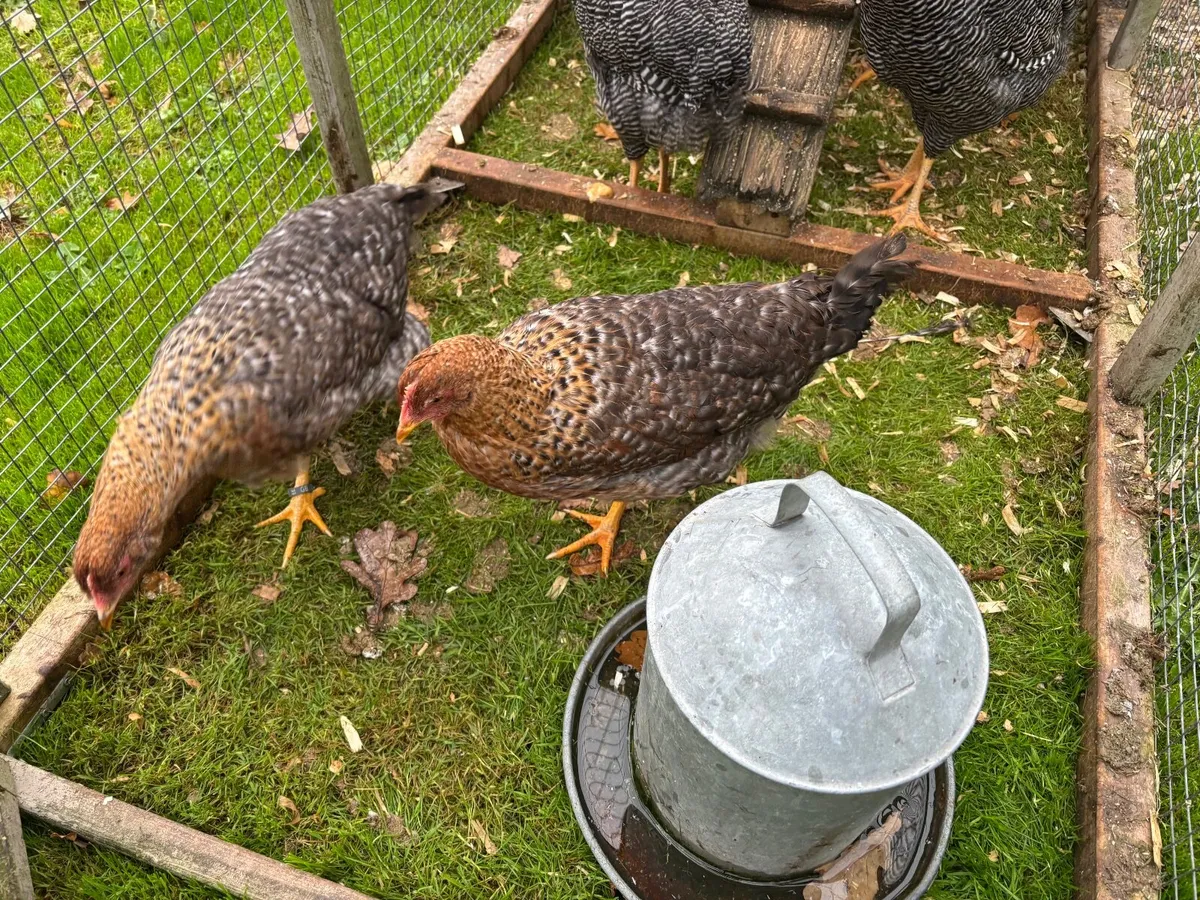 Bielfield Pullets. - Image 1