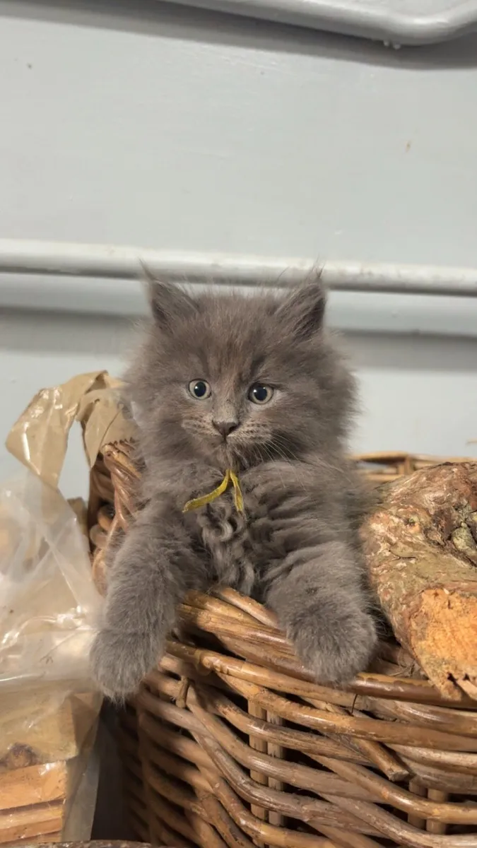 Maine Coon x British Shorthair **One Left** - Image 1