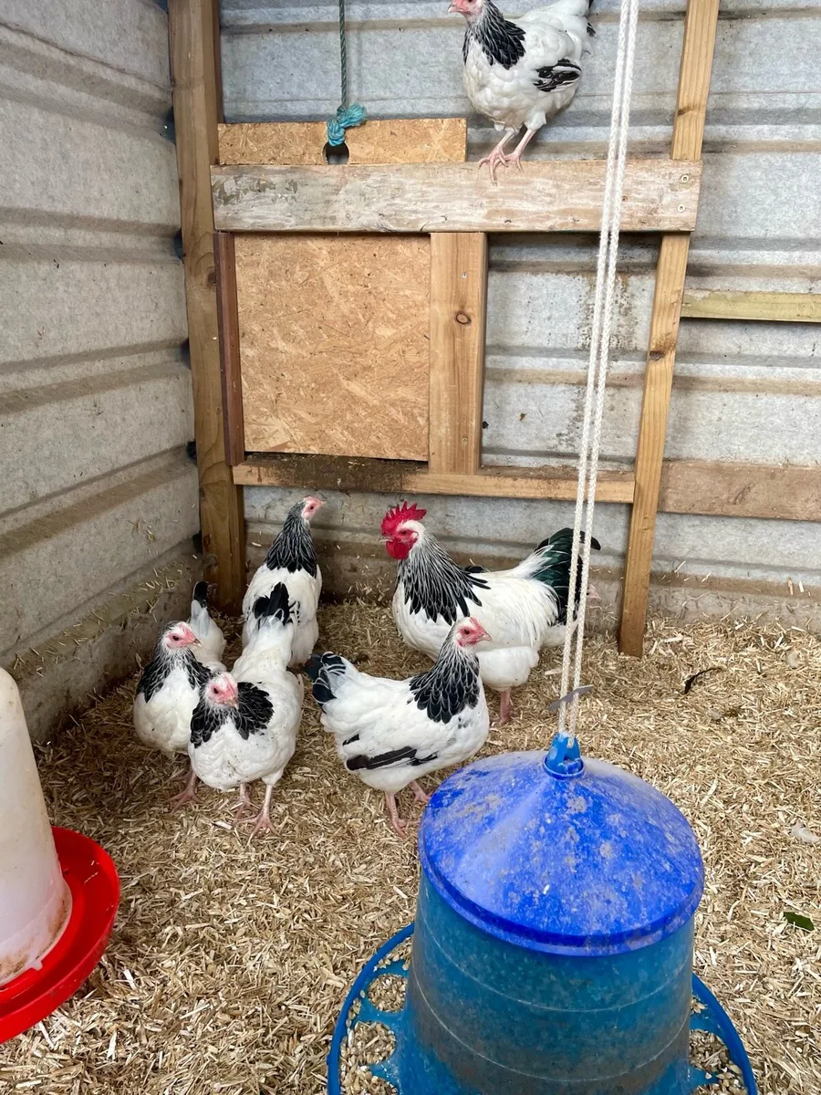 Poultry - Image 1
