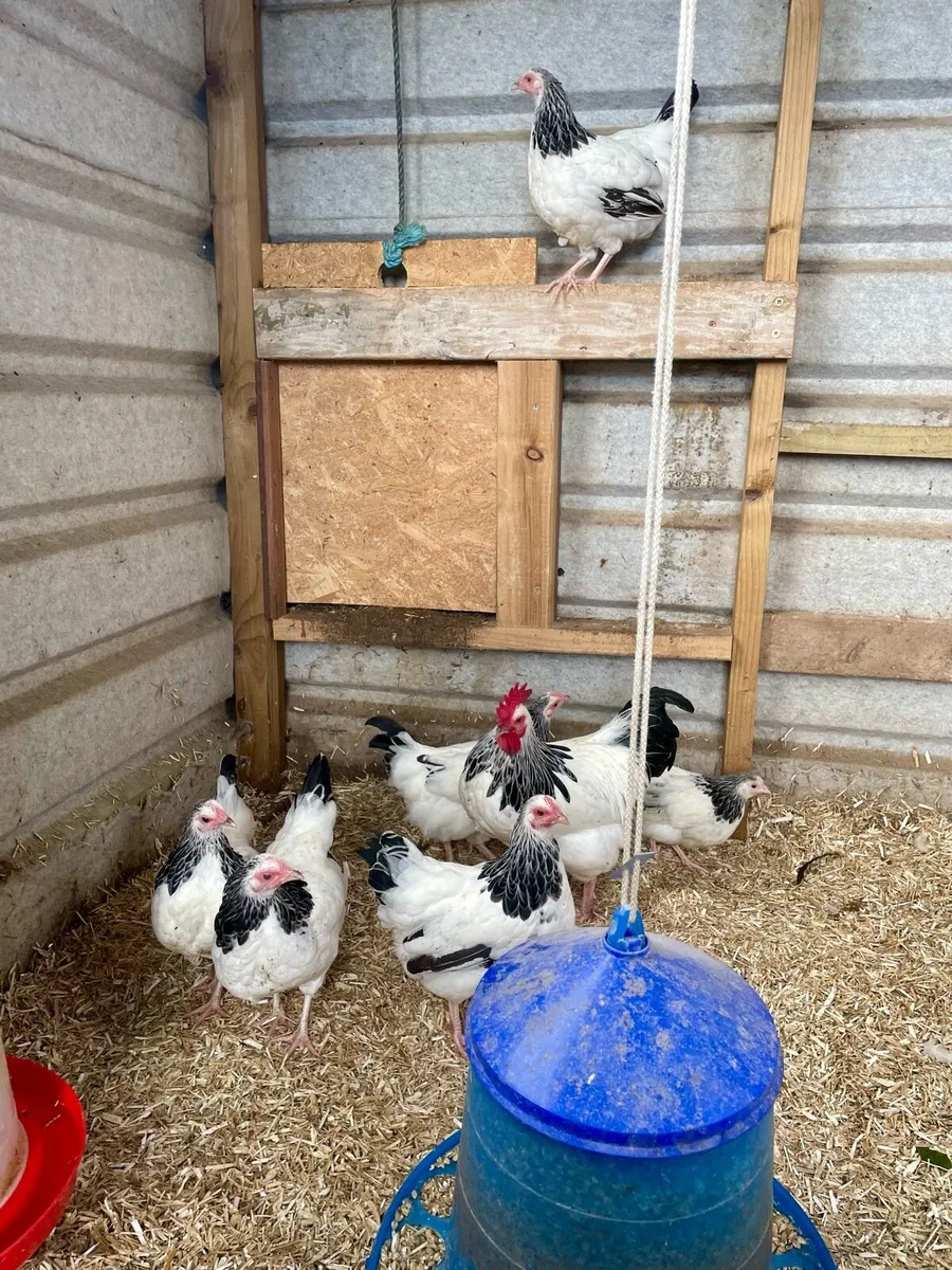 Poultry - Image 2