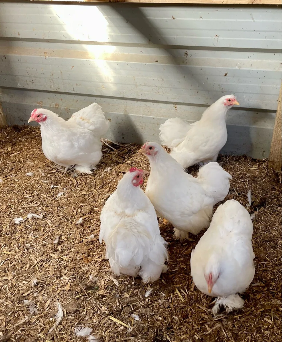 Poultry - Image 3