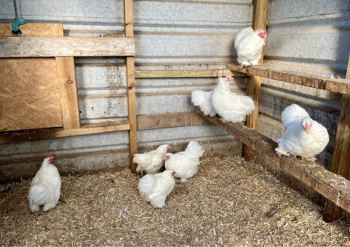 Poultry - Image 4