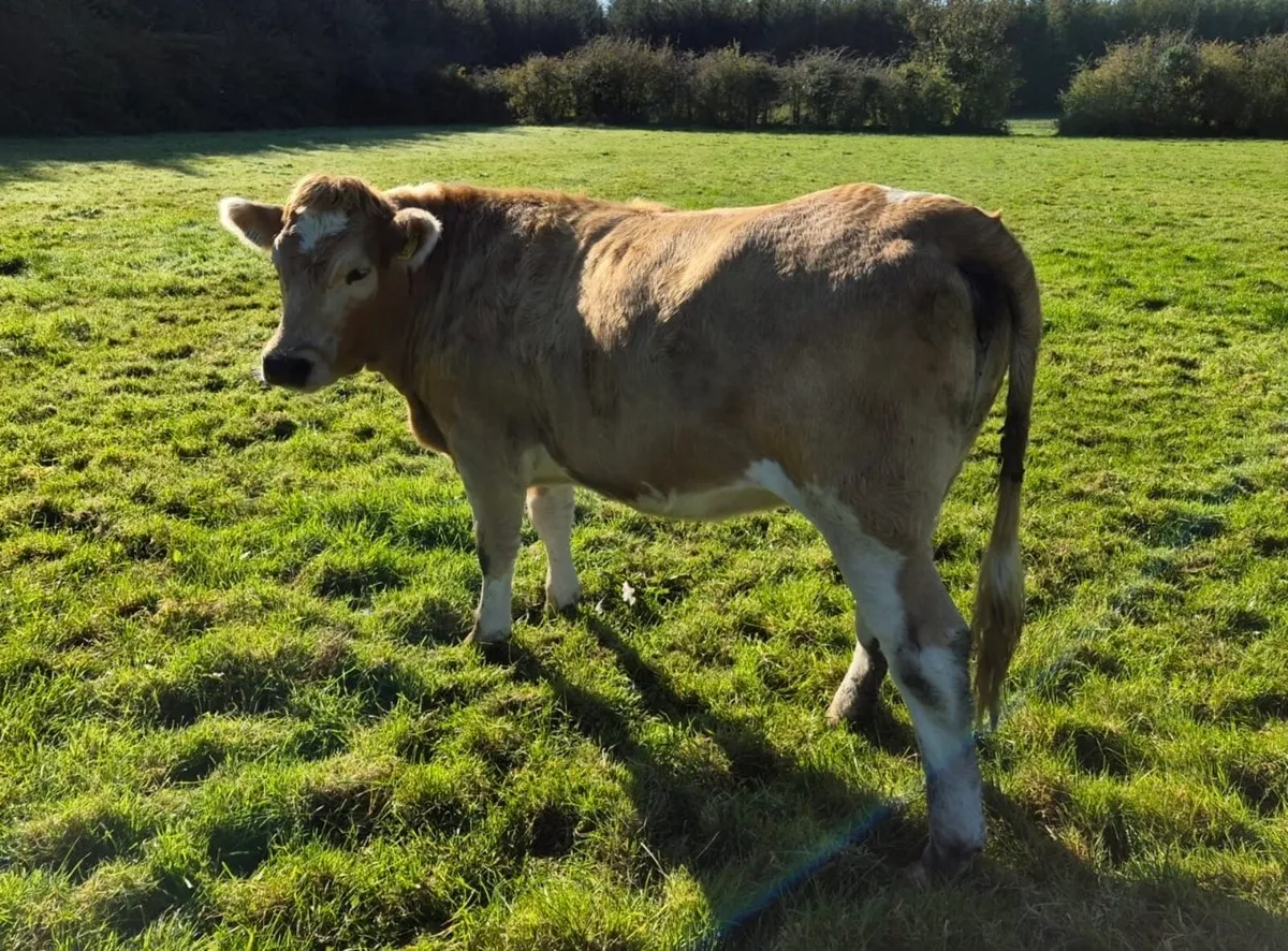 Store Heifers - Image 3